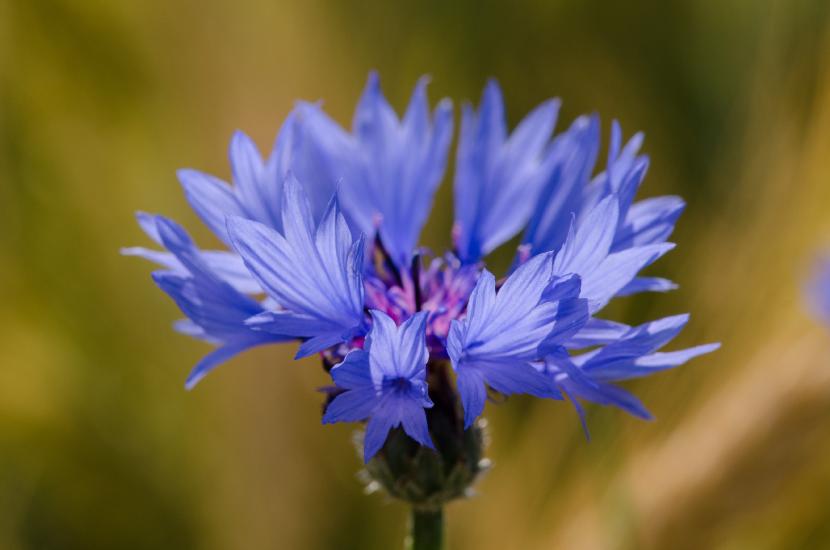 2013_07_08_0052_Makro_LR