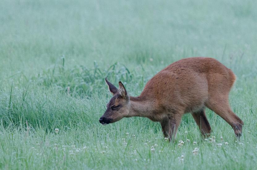 2013_07_16_0254_Tele_LR