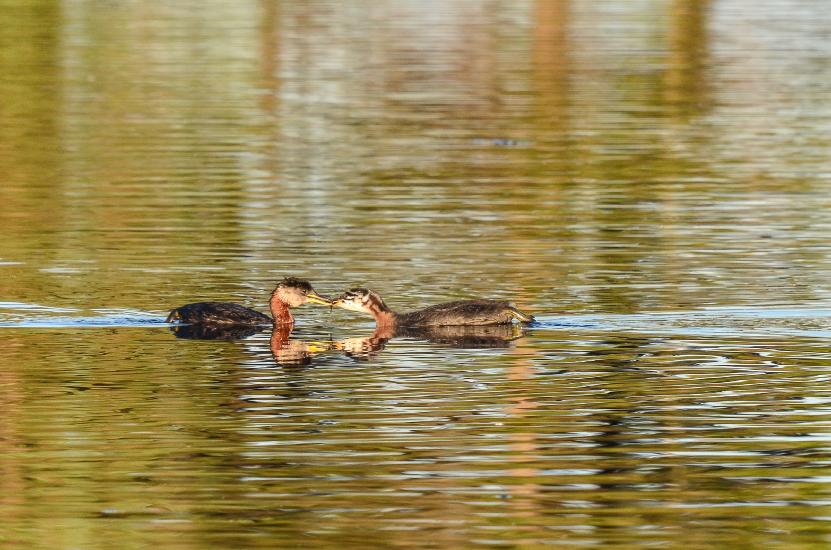 2013_07_24_2269_FehmarnTeleI_LR