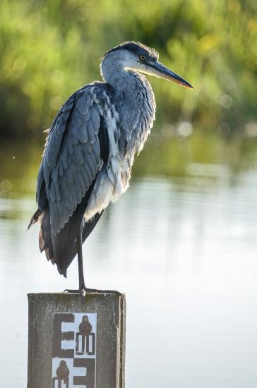 2013_07_24_2998_FehmarnTeleII_LR