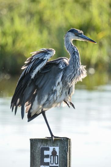 2013_07_24_3024_FehmarnTeleII_LR