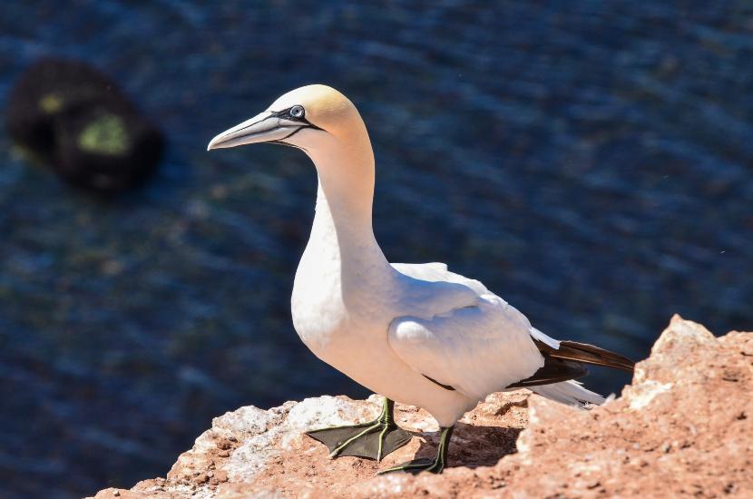 2013_08_02_0533_CuxhavenTELE_LR