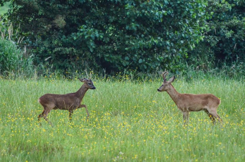 2013_08_03_0632_CuxhavenTELE_LR