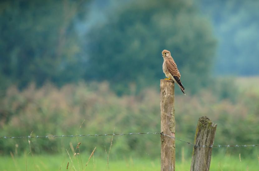 2013_09_07_0244_Tele_LR