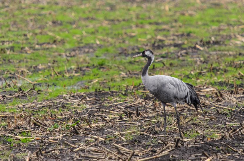 2013_11_05_0421_DHM50500_LR