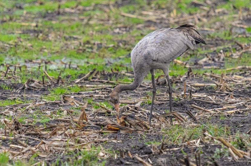 2013_11_05_0623_DHM50500_LR