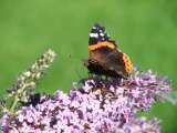 2005_0813Schmetterlinge0287