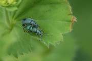 2006_06_04_35_Pfingsten