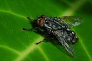 2008_07_26_220_Macro