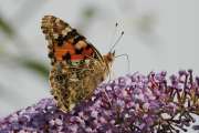 2008_07_26_317_Macro
