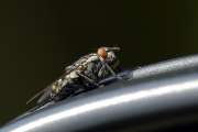 2009_08_15_28_Makro