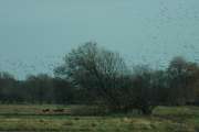 2008_01_26_73_Natur