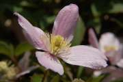 2007_05_06_50_Nahlinse