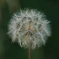 2008_07_02_5Nature180
