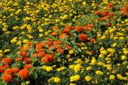2008_08_17_140_Landesgartenschau