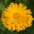 2008_08_17_370_Landesgartenschau