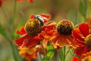 2008_08_17_380_Landesgartenschau
