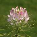 2008_08_17_424_Landesgartenschau