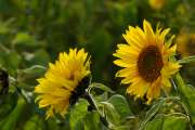 2008_10_03_203_ZweiterTest50-500