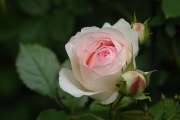 2010_06_20_42_RosenT