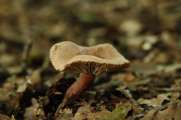 2010_10_03_66_BruchMacro
