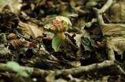 2010_10_03_77_BruchMacro