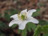 2011_04_06_0194_Digiskopie