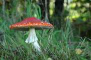 2011_10_15_0155_NaturfotoW