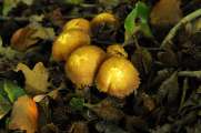 2011_10_15_0202_NaturfotoW