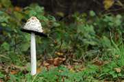 2011_10_30_0094_NaturfotoM