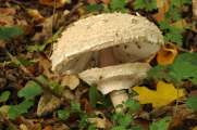 2011_10_30_0134_NaturfotoM