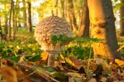 2011_11_01_0059_NaturfotoW