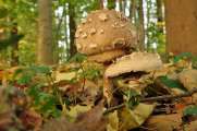 2011_11_01_0079_NaturfotoW