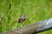 2009_05_31_337_Rieselfelder