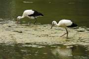 2009_08_02_312_RieselfelderI