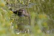 2009_08_30_72_RieselfelderI