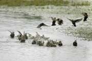 2009_08_30_7_RieselfelderII