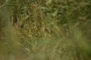2009_09_28_188_Rieselfelder