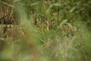 2009_09_28_203_Rieselfelder