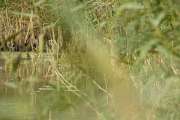 2009_09_28_217_Rieselfelder