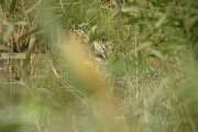 2009_09_28_222_Rieselfelder