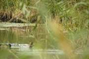 2009_09_28_228_Rieselfelder