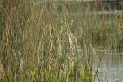 2009_09_28_235_Rieselfelder