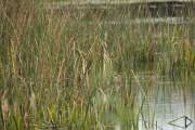 2009_09_28_246_Rieselfelder