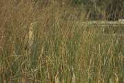 2009_09_28_313_Rieselfelder