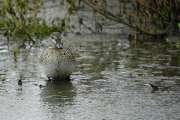 2009_10_16_414_Rieselfelder