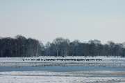 2010 03 06_BruchKraniche_0006