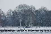 2010 03 06_BruchKraniche_0084