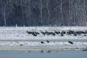 2010 03 06_BruchKraniche_0094