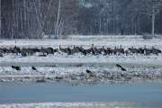 2010 03 06_BruchKraniche_0095